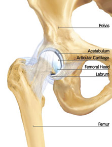 Hip Anatomy